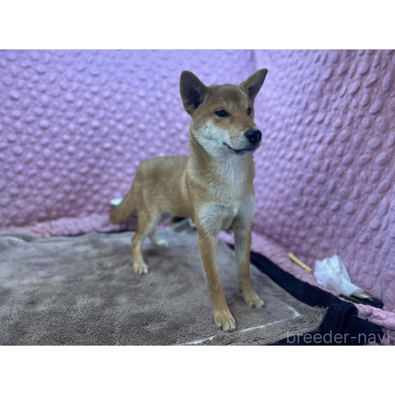 販売中の茨城県の柴犬-425776の6枚目