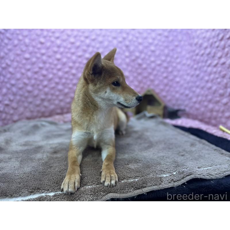 販売中の茨城県の柴犬-425776の5枚目