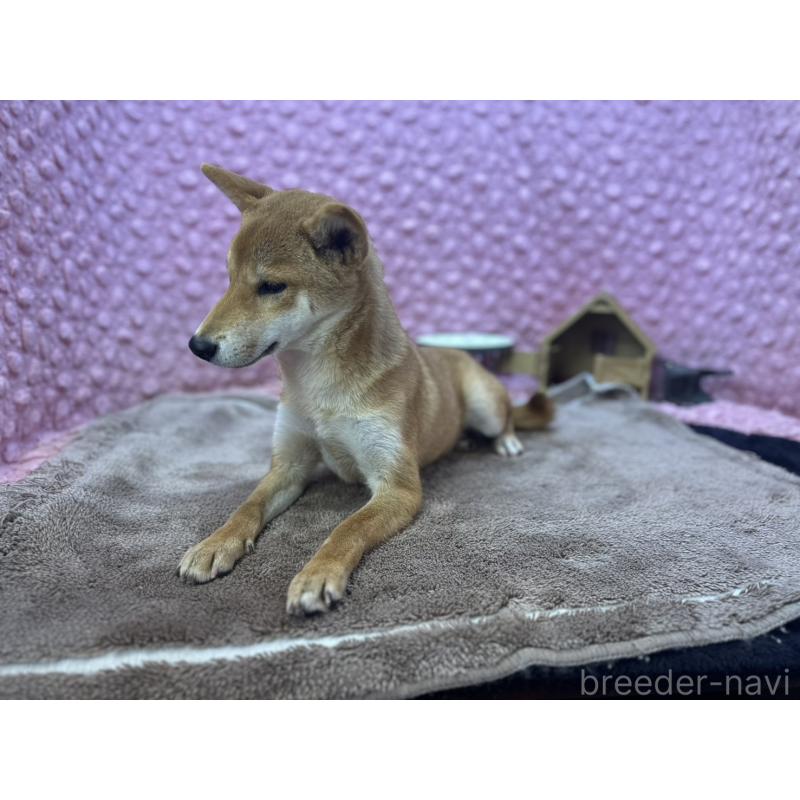 販売中の茨城県の柴犬-425776の4枚目