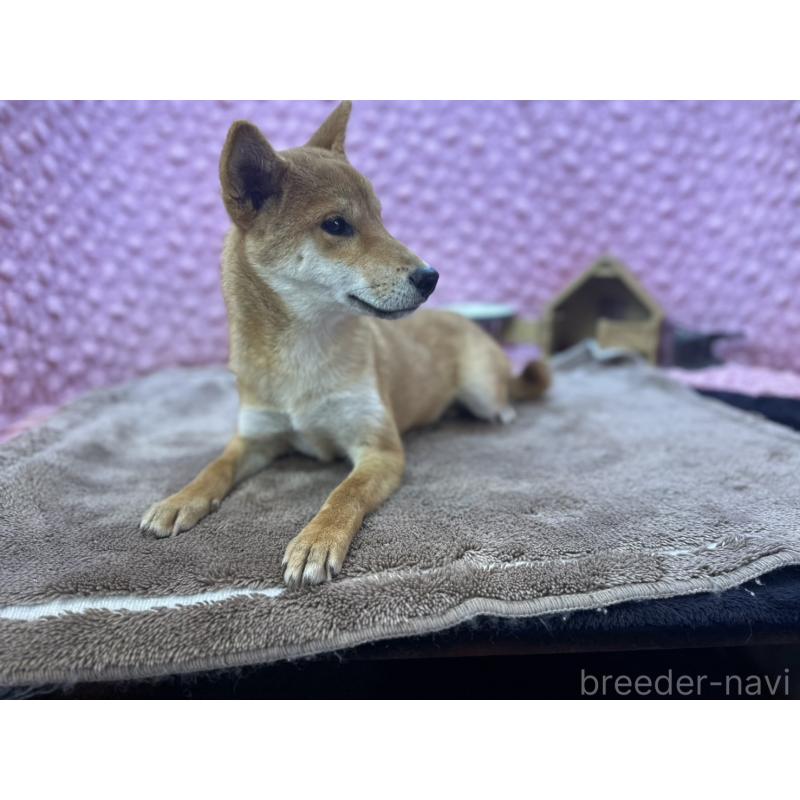 販売中の茨城県の柴犬-425776の2枚目