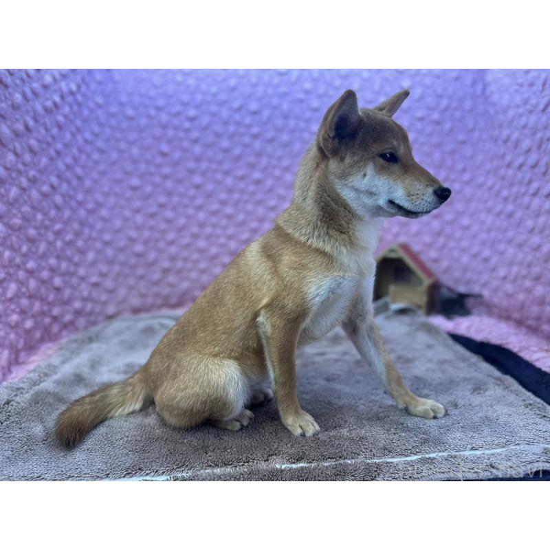 販売中の茨城県の柴犬-425776の3枚目