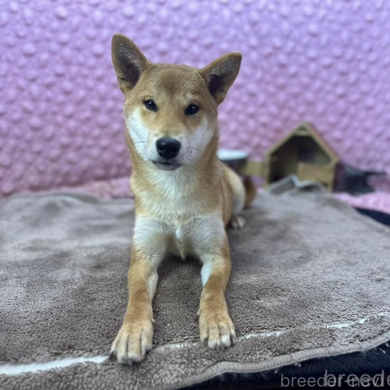 販売中の茨城県の柴犬-425776の1枚目