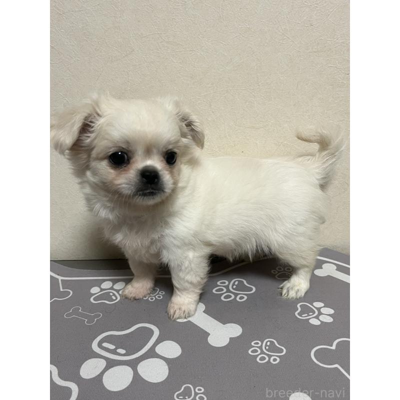 販売中の神奈川県のミックス犬-425779の4枚目