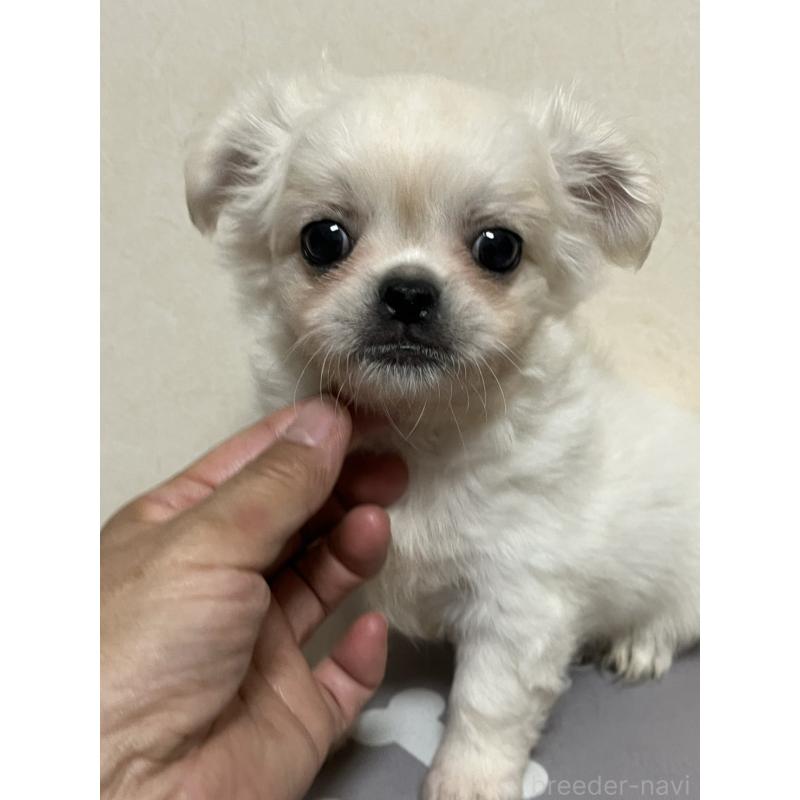 販売中の神奈川県のミックス犬-425779の3枚目