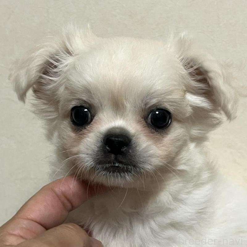 販売中の神奈川県のミックス犬-425779