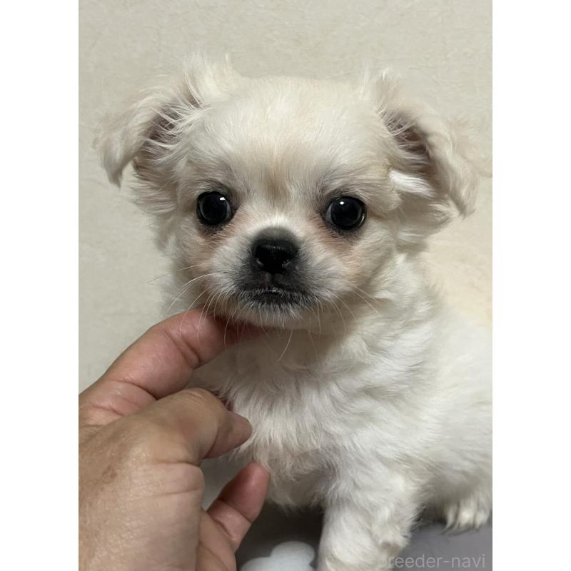 販売中の神奈川県のミックス犬-425779の2枚目