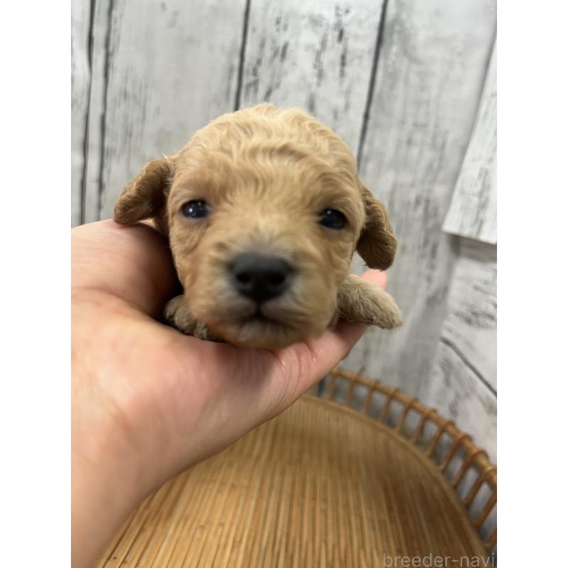 販売中の山梨県のミックス犬-425783の6枚目