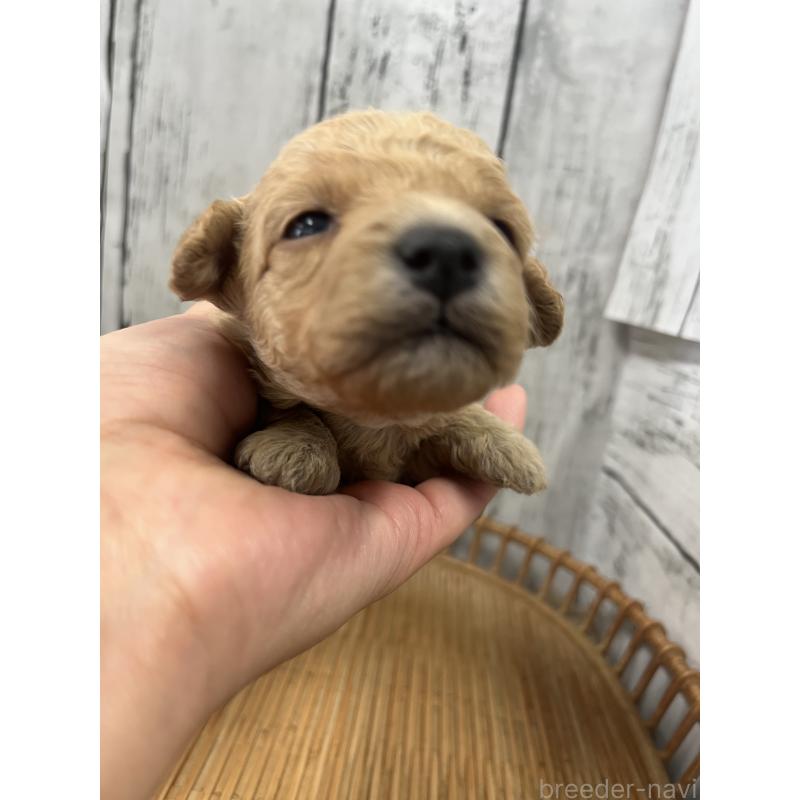 販売中の山梨県のミックス犬-425783の5枚目