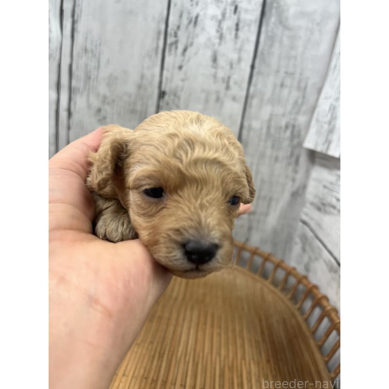 販売中の山梨県のミックス犬-425783の4枚目