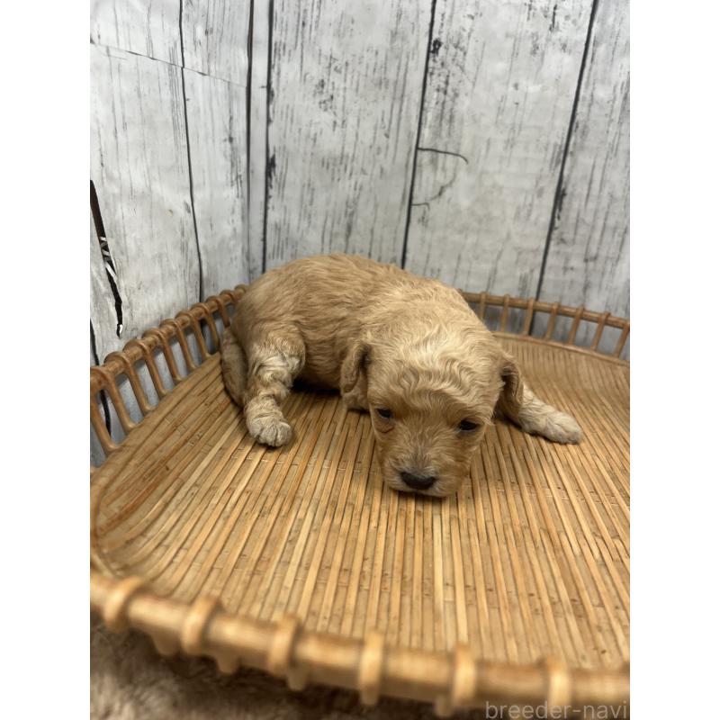 販売中の山梨県のミックス犬-425783の3枚目