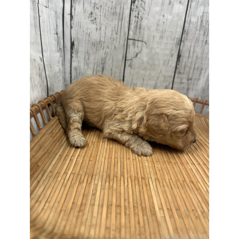 販売中の山梨県のミックス犬-425783の2枚目