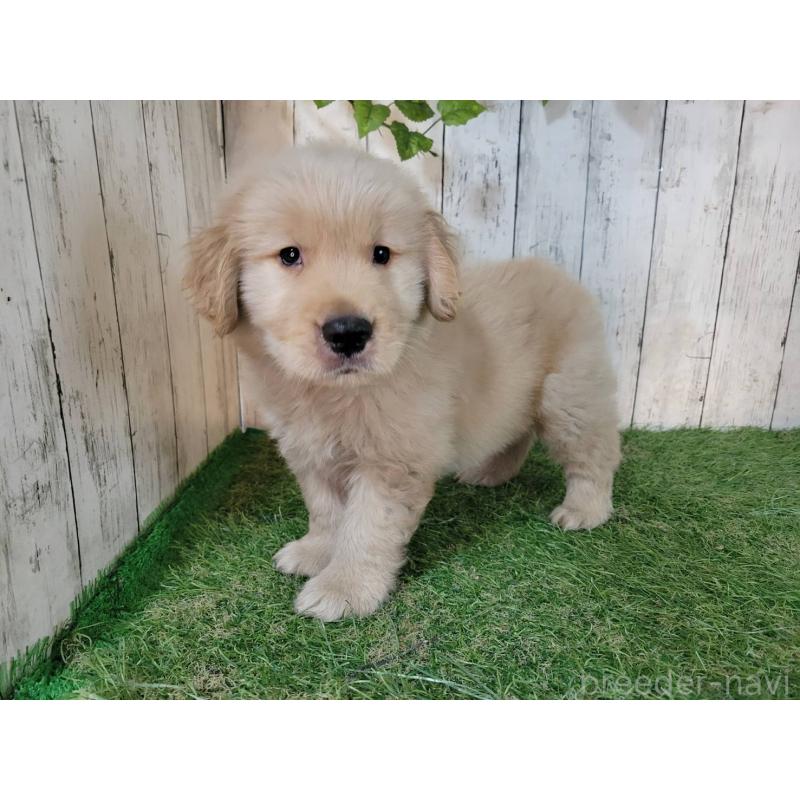 販売中の三重県のゴールデンレトリーバー-425781の5枚目