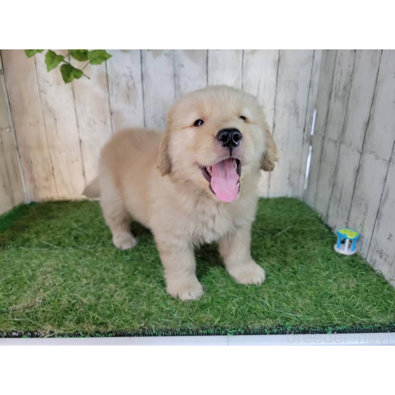 販売中の三重県のゴールデンレトリーバー-425781の4枚目