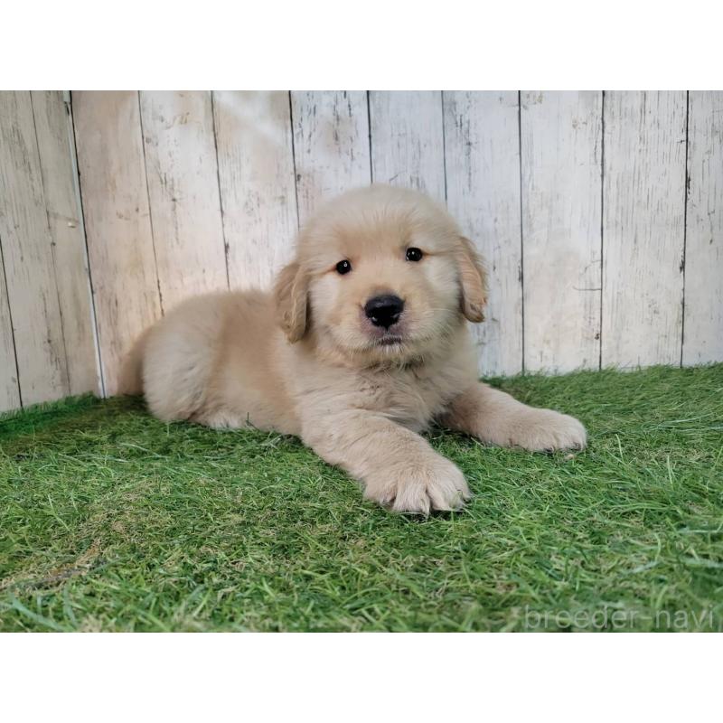 販売中の三重県のゴールデンレトリーバー-425781の3枚目