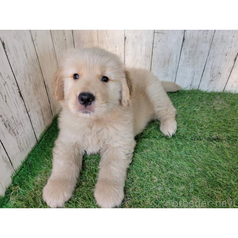 販売中の三重県のゴールデンレトリーバー-425781の2枚目