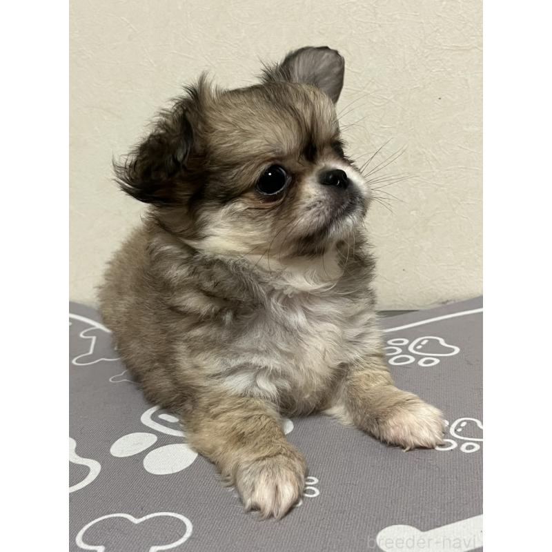 販売中の神奈川県のミックス犬-425780の4枚目