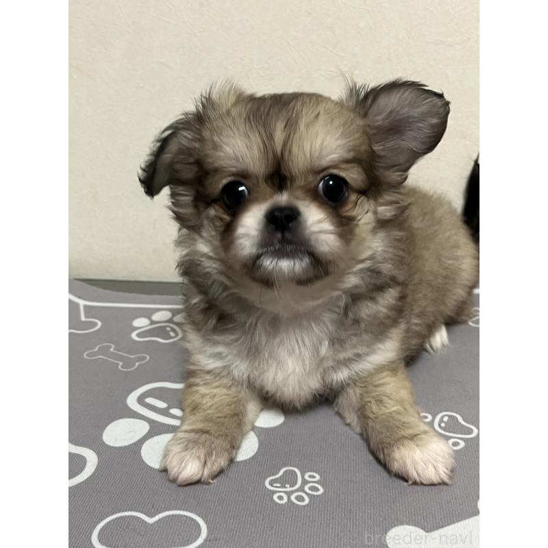 販売中の神奈川県のミックス犬-425780の3枚目