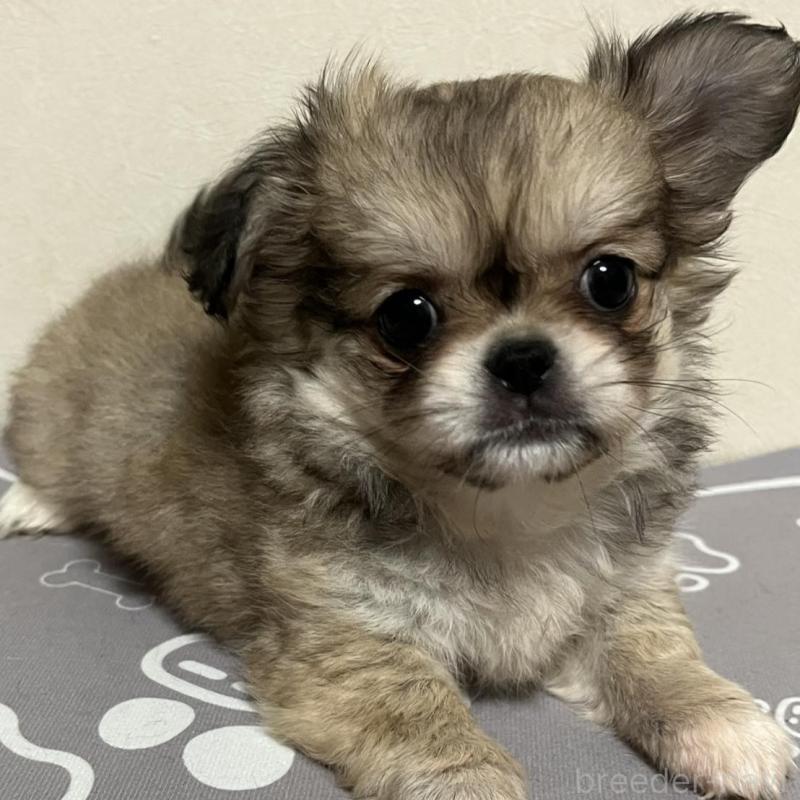 販売中の神奈川県のミックス犬-425780