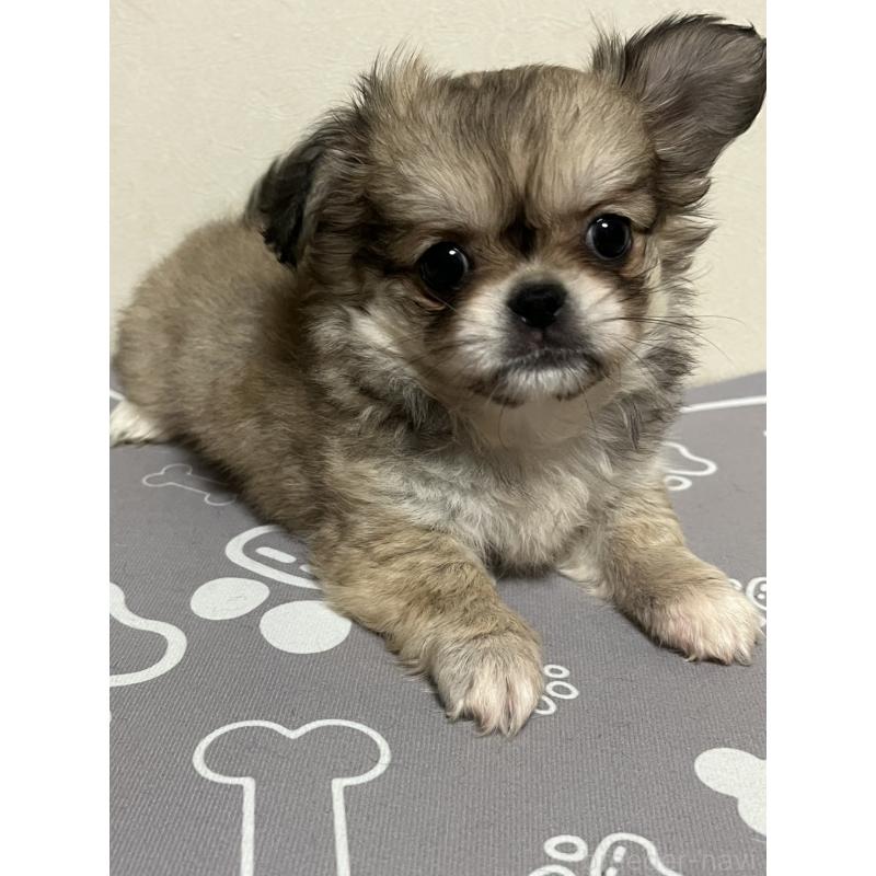 販売中の神奈川県のミックス犬-425780の2枚目