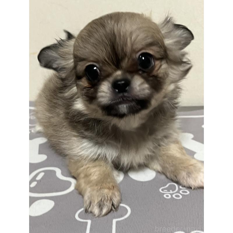 販売中の神奈川県のミックス犬-425784の3枚目