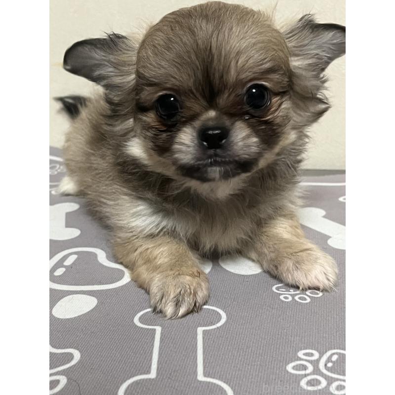 販売中の神奈川県のミックス犬-425784の2枚目