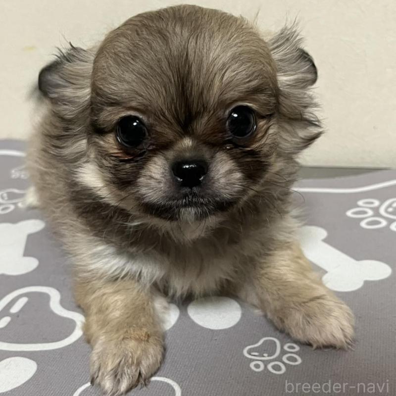 販売中の神奈川県のミックス犬-425784の1枚目