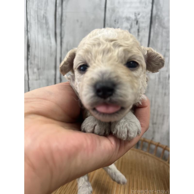 販売中の山梨県のミックス犬-425786の3枚目