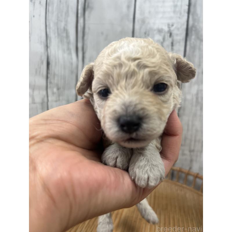 販売中の山梨県のミックス犬-425786の2枚目