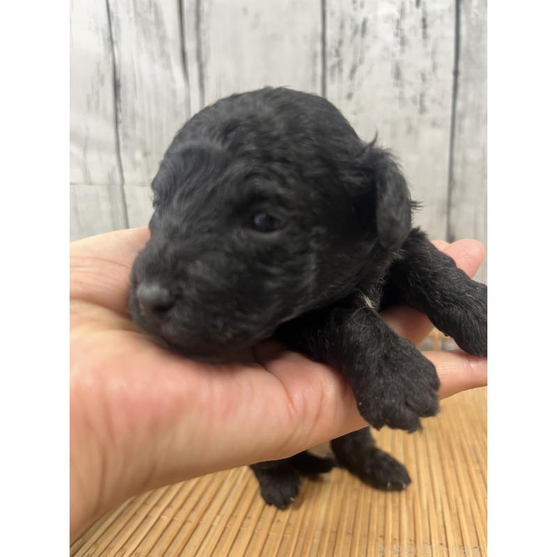 販売中の山梨県のミックス犬-425787の4枚目