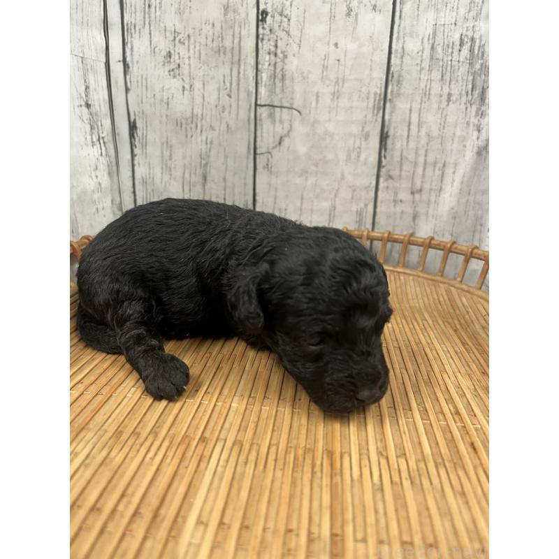 販売中の山梨県のミックス犬-425787の3枚目