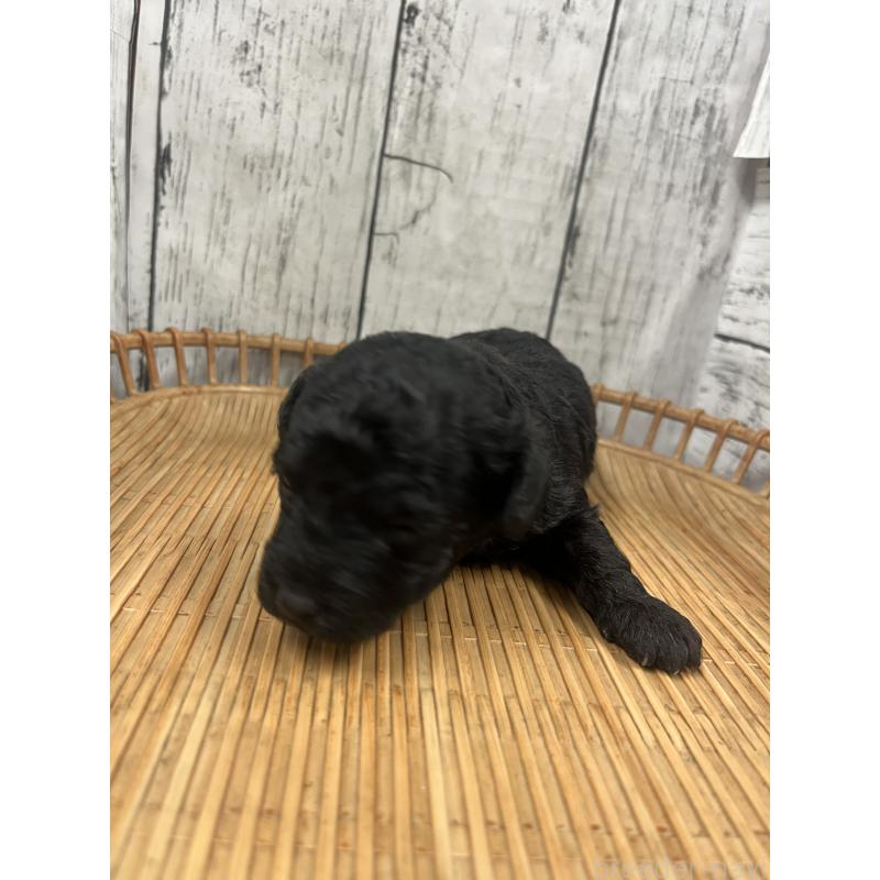 販売中の山梨県のミックス犬-425787の2枚目