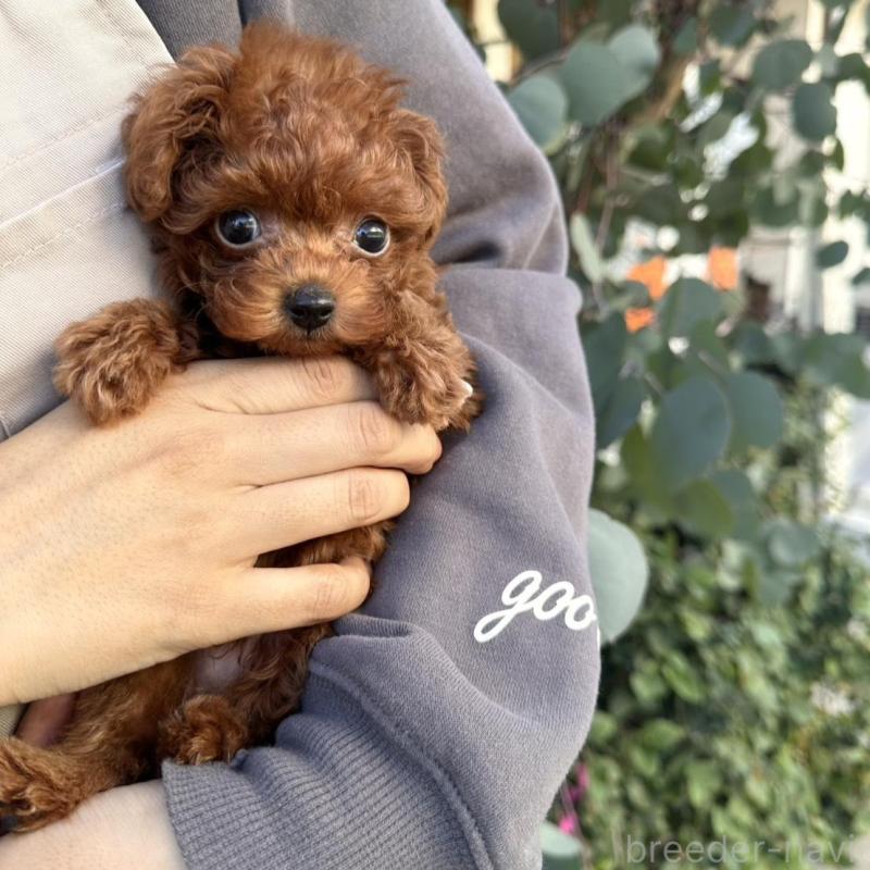 販売中の長崎県のティーカッププードル-425788の7枚目