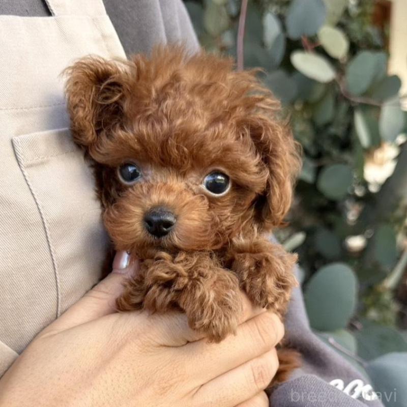 販売中の長崎県のティーカッププードル-425788の1枚目