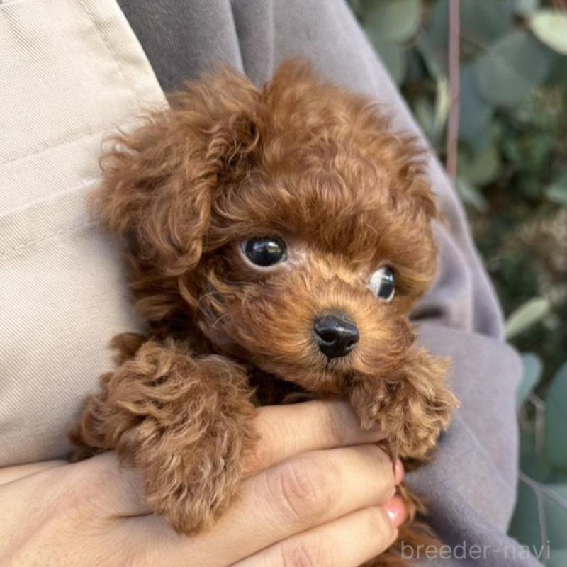 販売中の長崎県のティーカッププードル-425788の6枚目