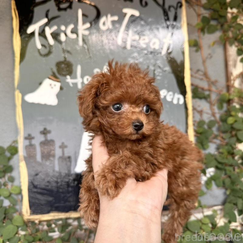 販売中の長崎県のティーカッププードル-425788の5枚目