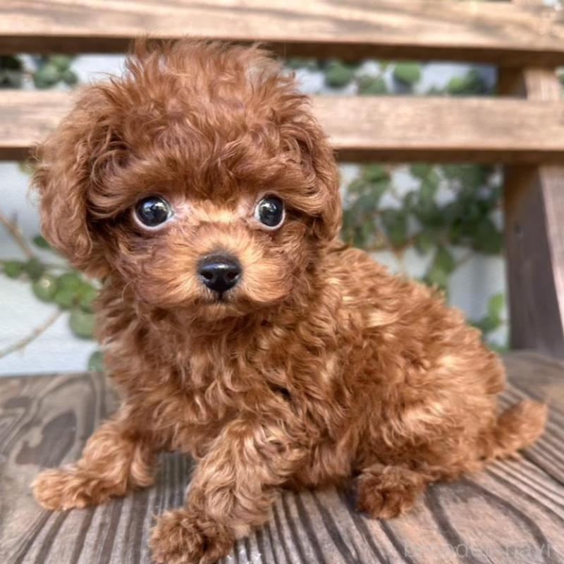 販売中の長崎県のティーカッププードル-425788の4枚目