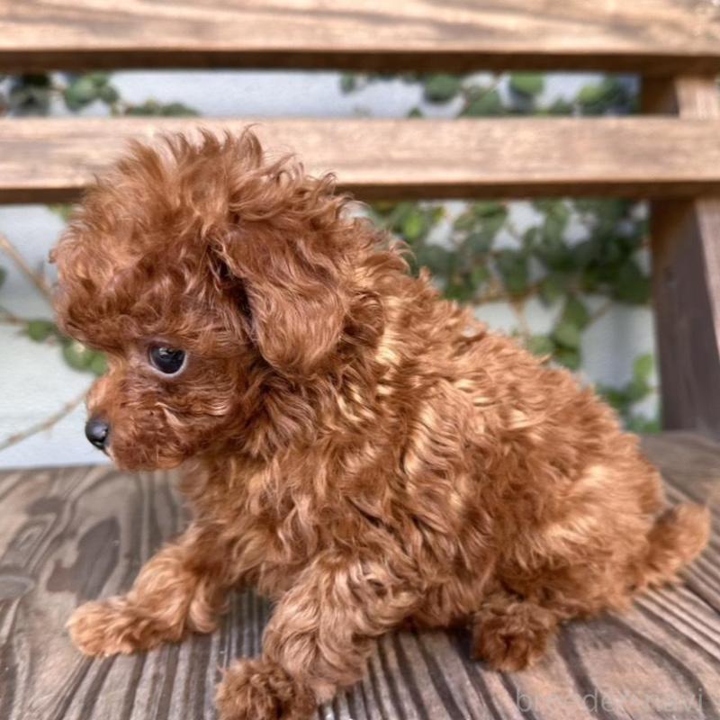 販売中の長崎県のティーカッププードル-425788の3枚目