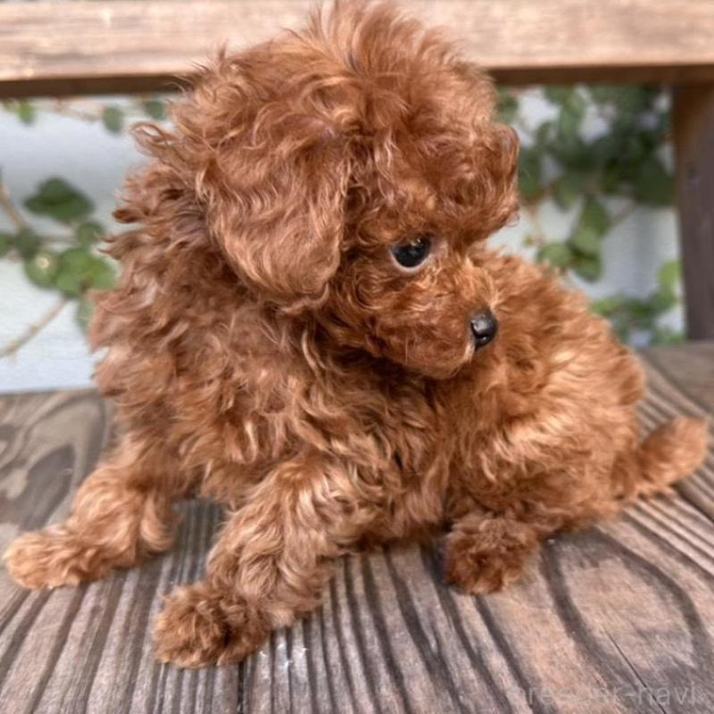 販売中の長崎県のティーカッププードル-425788の2枚目