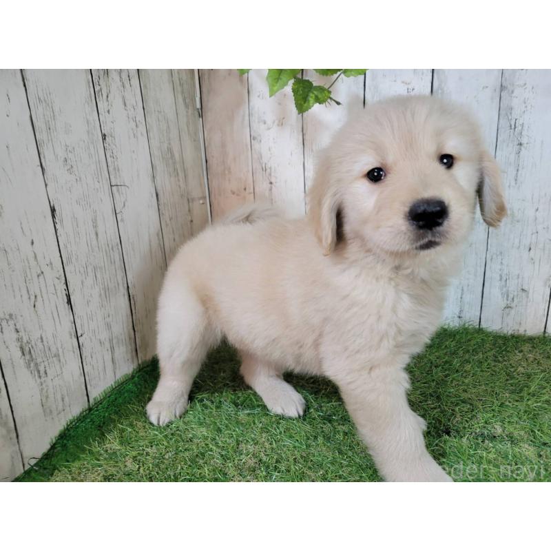 販売中の三重県のゴールデンレトリーバー-425789の5枚目