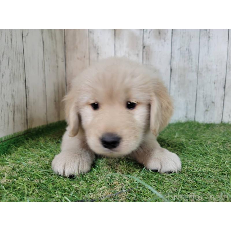 販売中の三重県のゴールデンレトリーバー-425789の4枚目