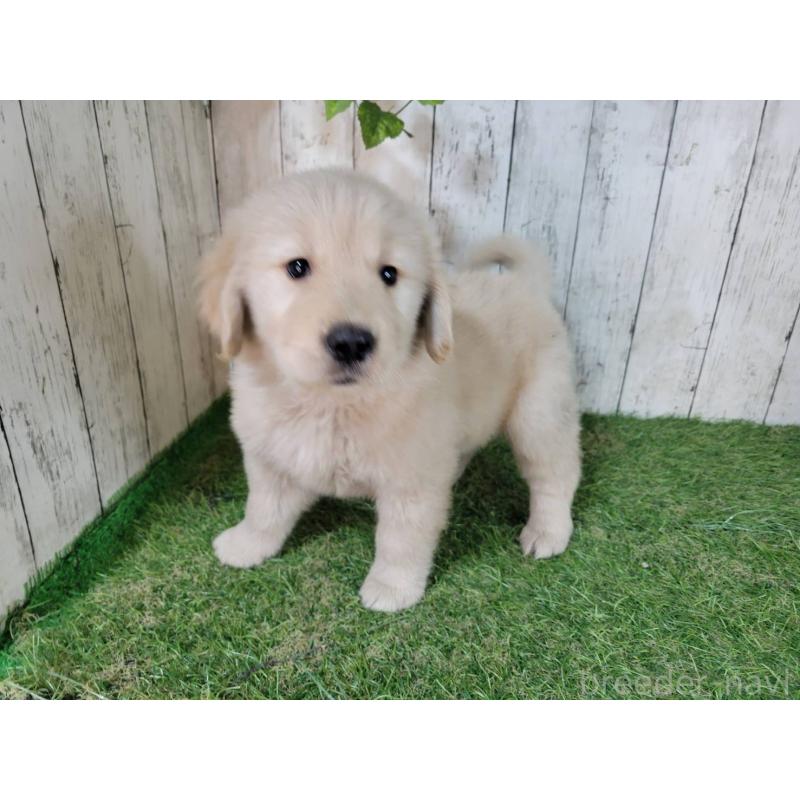 販売中の三重県のゴールデンレトリーバー-425789の3枚目