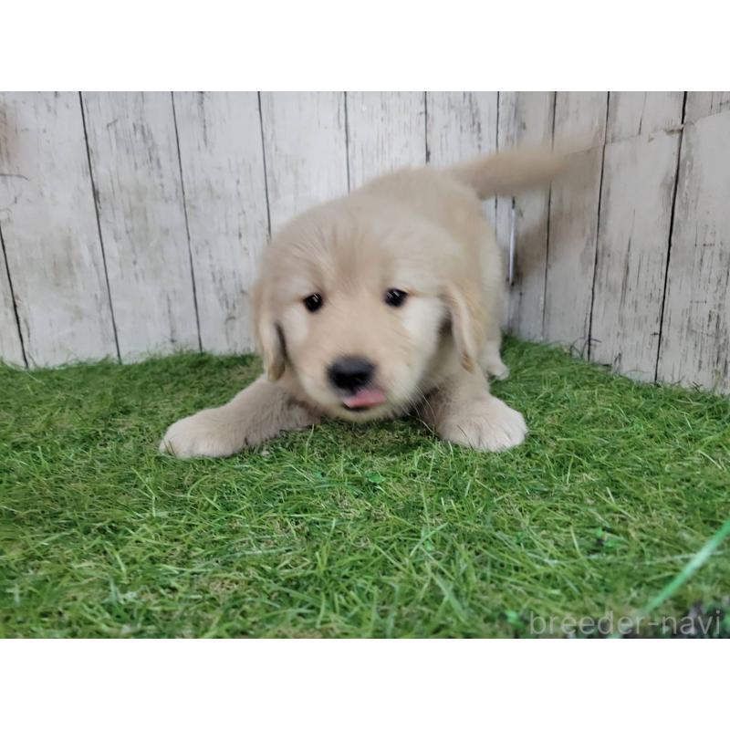 販売中の三重県のゴールデンレトリーバー-425789の2枚目