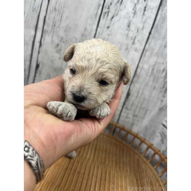 販売中の山梨県のミックス犬-425790の6枚目