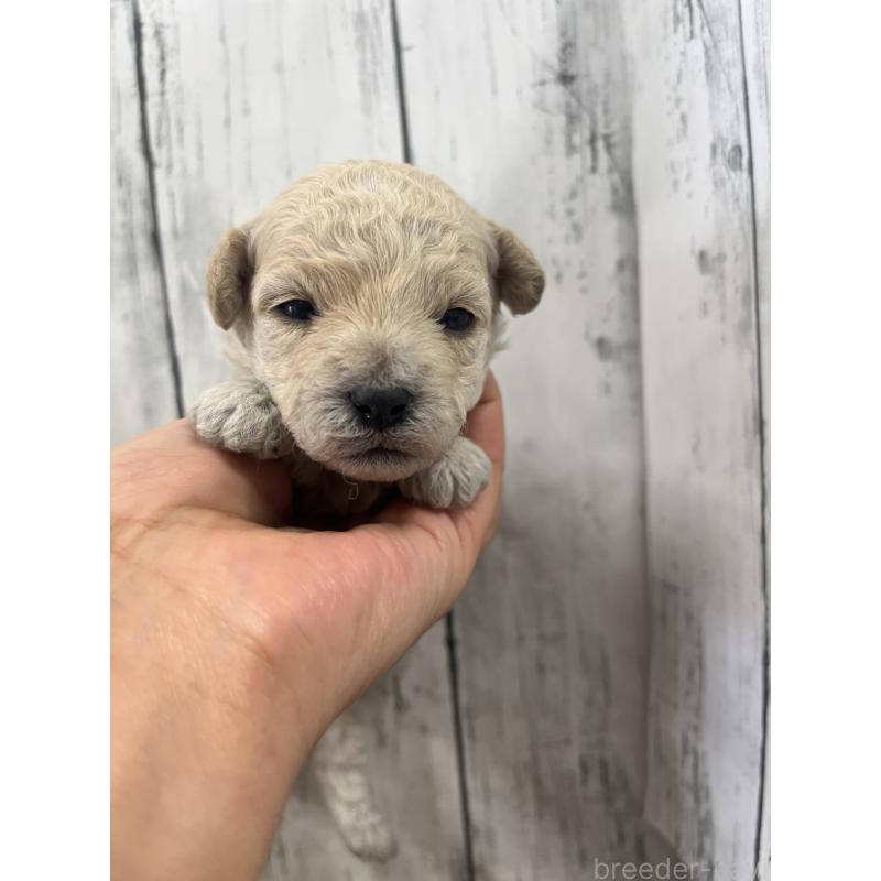 販売中の山梨県のミックス犬-425790の5枚目