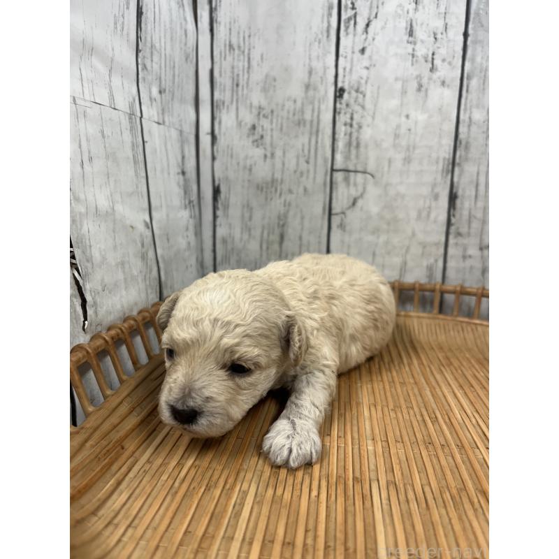 販売中の山梨県のミックス犬-425790の4枚目