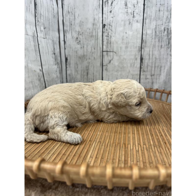 販売中の山梨県のミックス犬-425790の3枚目