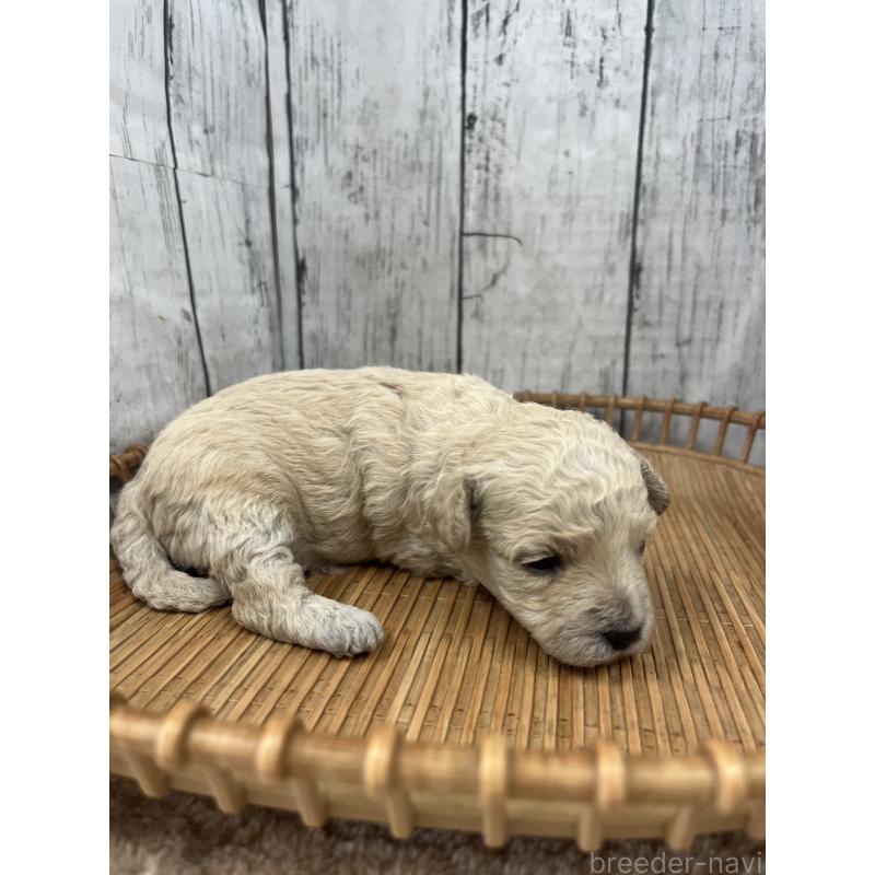 販売中の山梨県のミックス犬-425790の2枚目