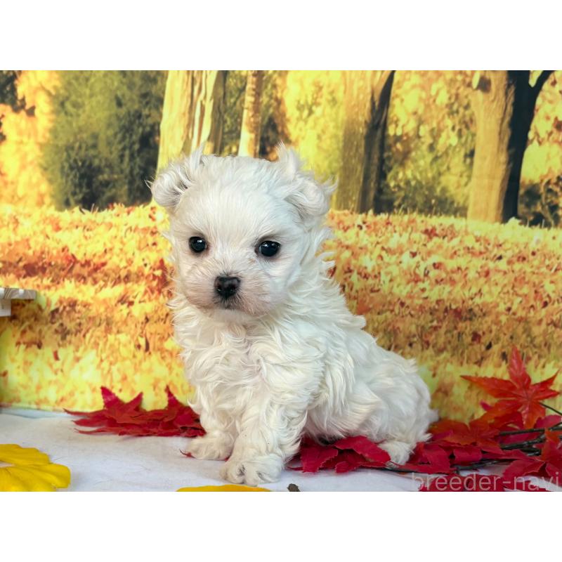 販売中の秋田県のマルチーズ-425791の5枚目