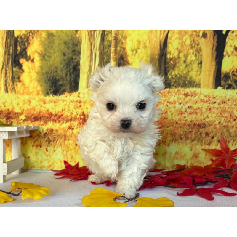 販売中の秋田県のマルチーズ-425791の4枚目