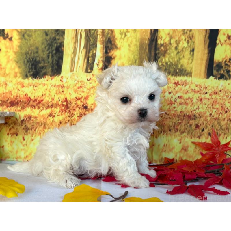 販売中の秋田県のマルチーズ-425791の3枚目